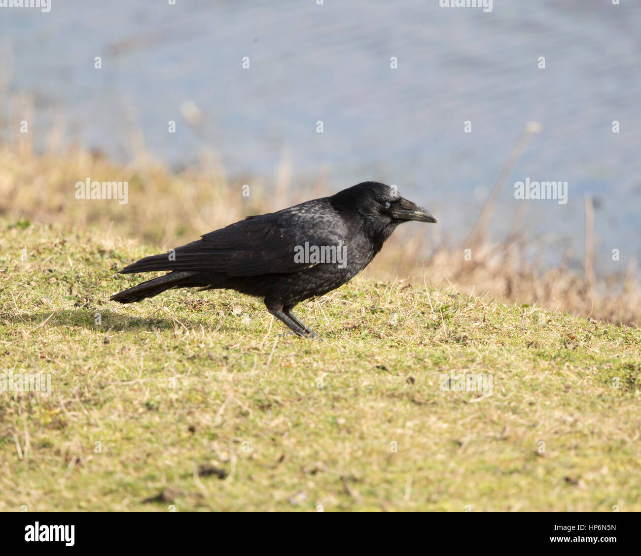 Carrion crow sul terreno con acqua dietro Foto Stock