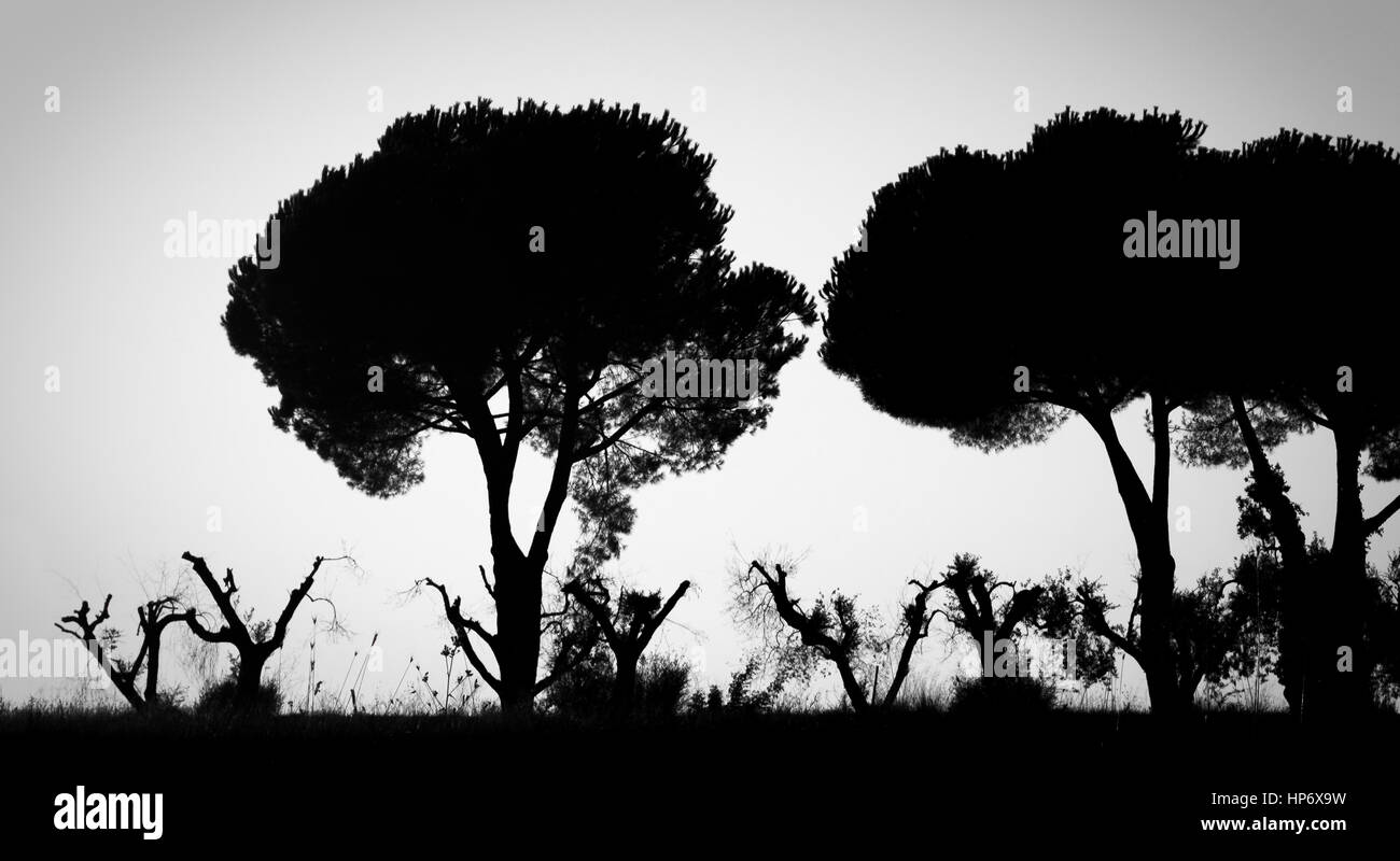 Bianco e nero paesaggio italiano con alberi di olivo e di pino in un ammaliante e morti atmosfera. Foto Stock