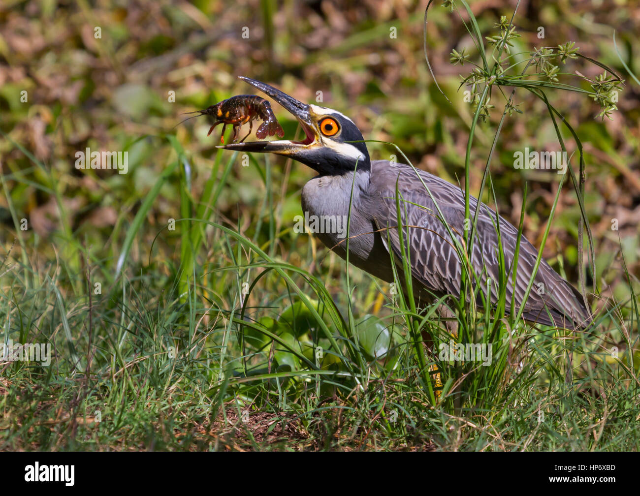 L'airone notturno a corona gialla (Nyctanassa violacea) con gamberi Foto Stock