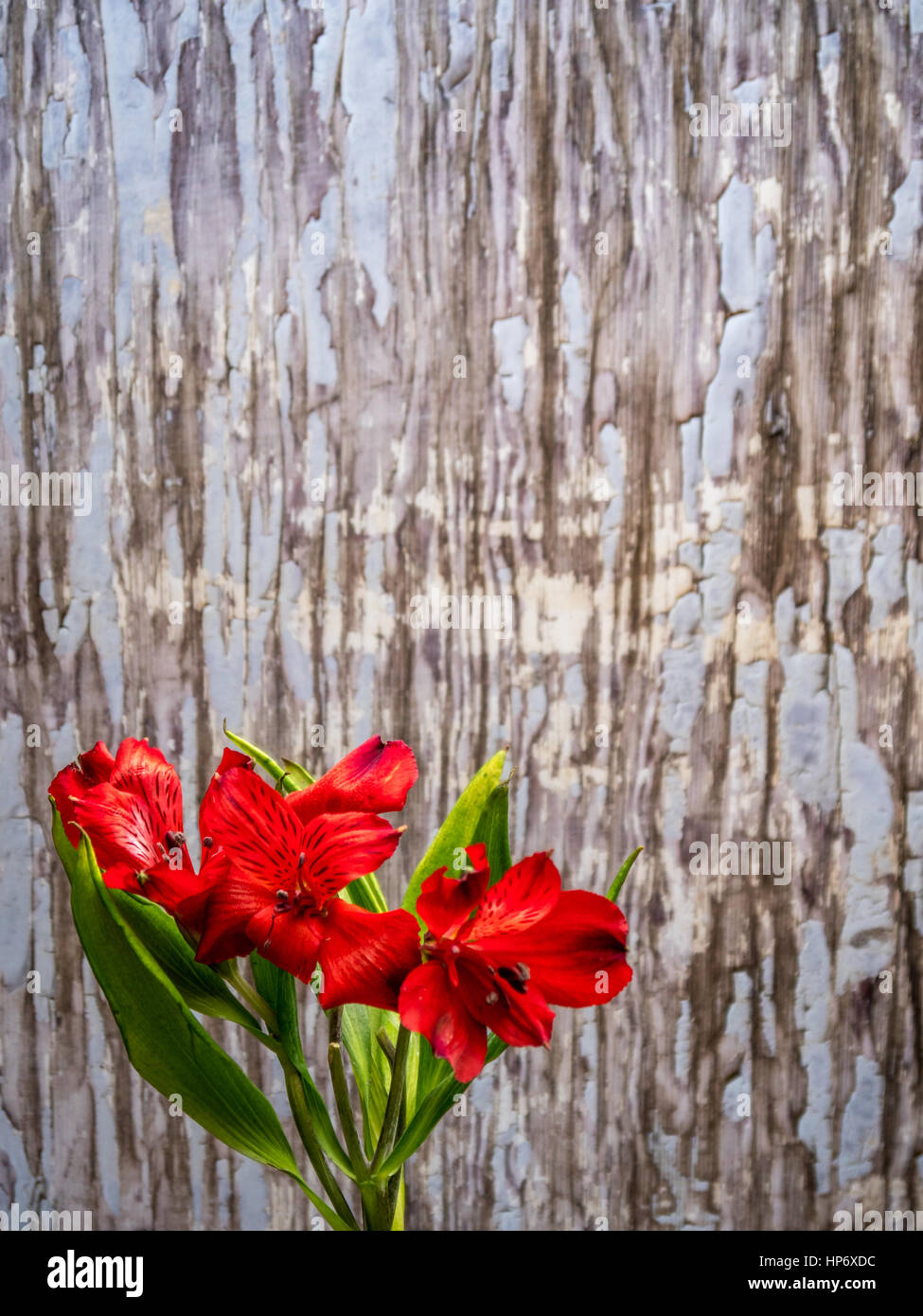 Alstroemeria su blu-grigio vernice peeling sfondo, orientamento verticale Foto Stock