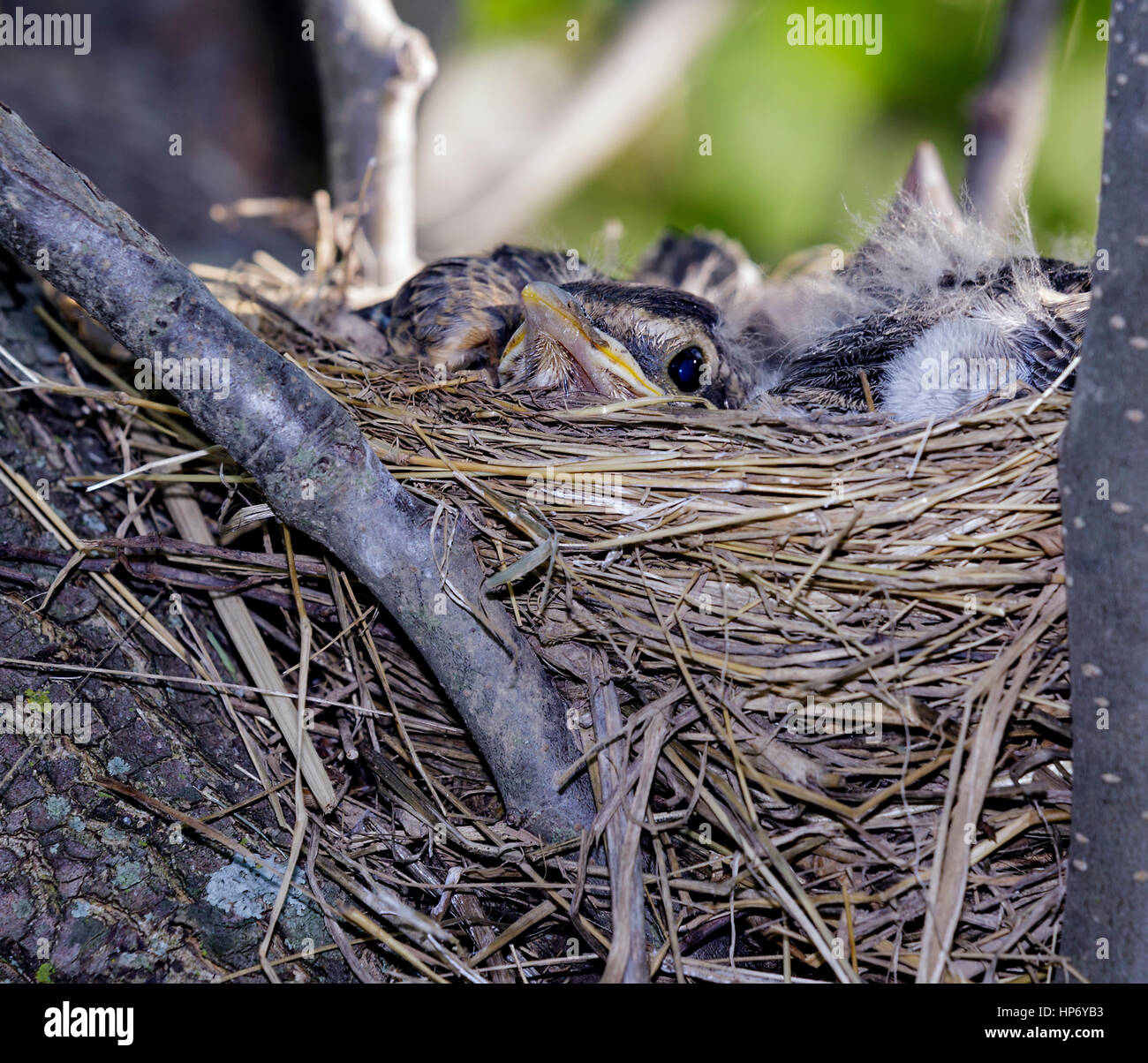 Trovato uccellino immagini e fotografie stock ad alta risoluzione - Alamy