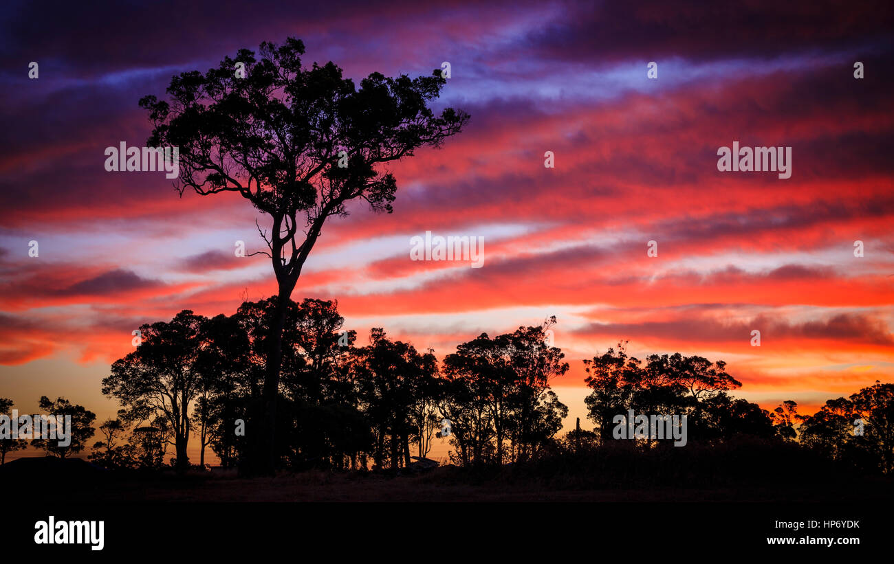 Albero di tramonto Foto Stock