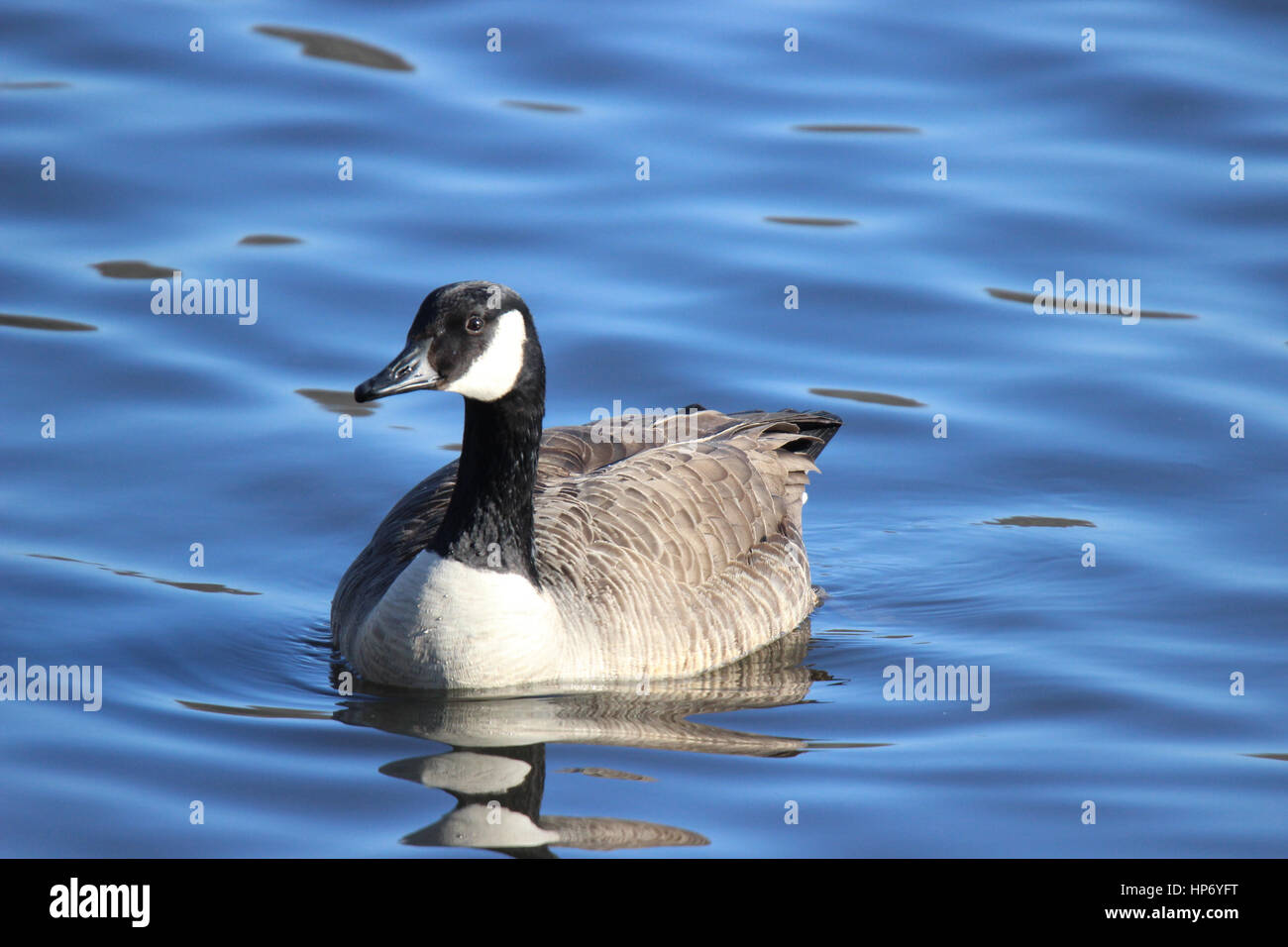 Un Canada Goose nuoto su un laghetto Foto Stock
