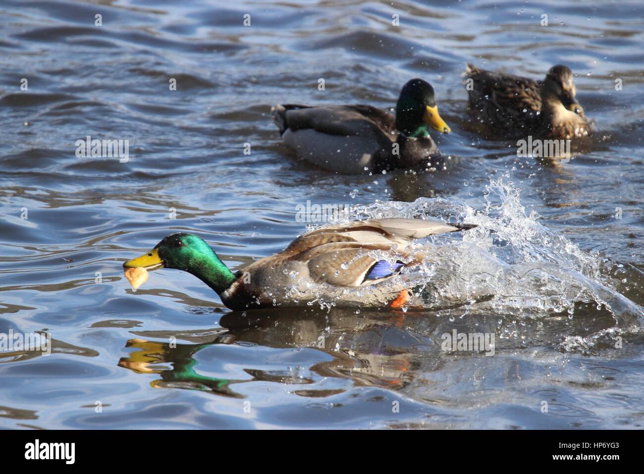 Un maschio di Mallard duck afferrando un pezzo di pane nel suo becco e velocità di allontanamento dall'altra anatre Foto Stock