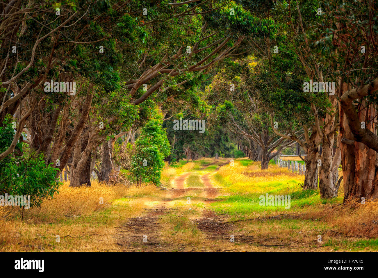 Fattoria rurale Road nel sud-ovest del Western Australia Foto Stock