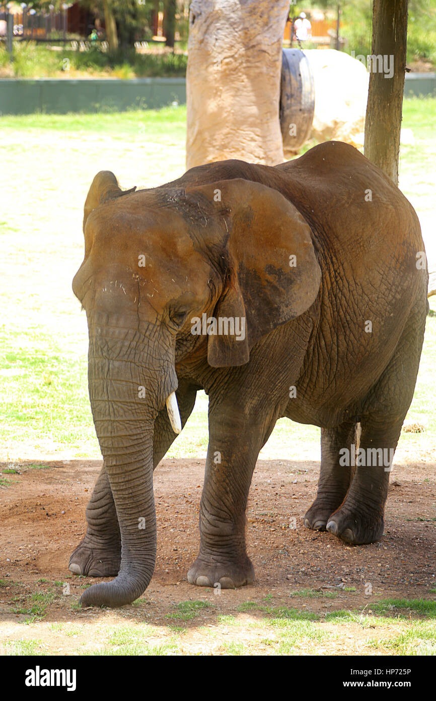 Elefante da dal Taronga Western Plains Zoo a Dubbo. Questo zoo è stato aperto a 1977 e ora hanno più di 97 specie. Foto Stock