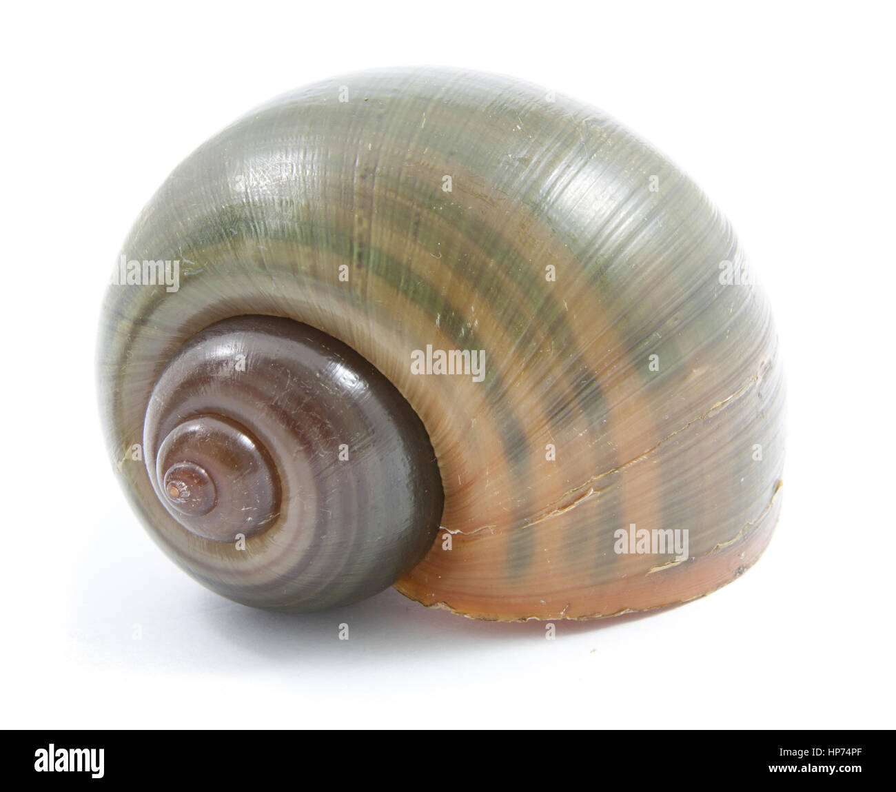 Pomacea canaliculata shell isolata su sfondo bianco, file include un ottimo percorso di clipping Foto Stock