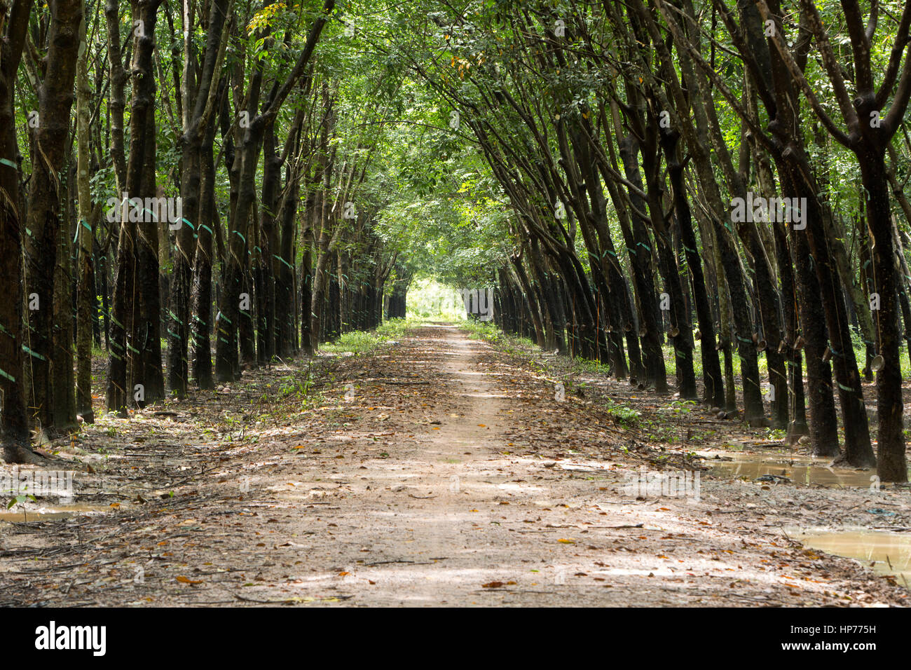 Para la piantagione di alberi 'Hevea Brasiliensis' , dando un effetto della cattedrale, convergenti treeline & carreggiata, ombra con luce solare filtrata. Foto Stock