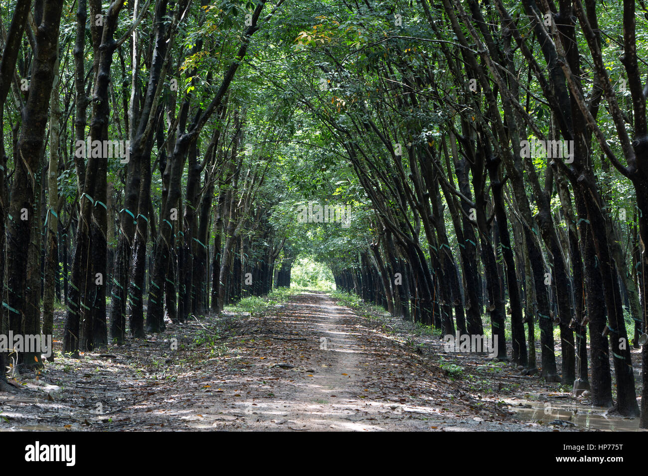 Para la piantagione di alberi 'Hevea Brasiliensis' , dando un effetto della cattedrale, convergenti treeline & carreggiata, ombra con luce solare filtrata. Foto Stock