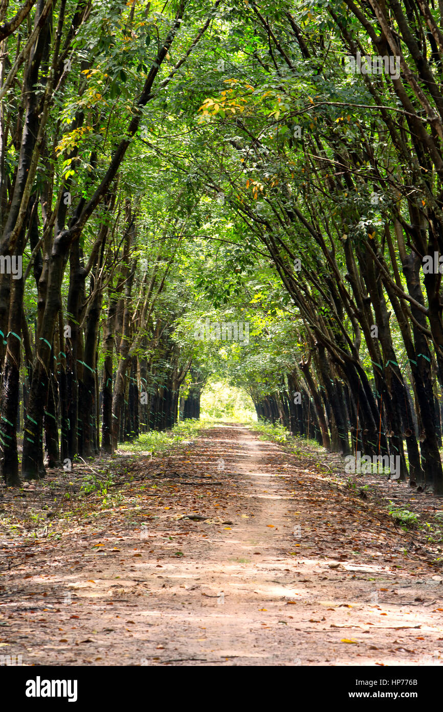 Para Rubber Tree Plantation 'Hevea brasiliensis', che dà un effetto cattedrale, che copre la strada e il treeline, ombra con luce solare filtrata. Foto Stock