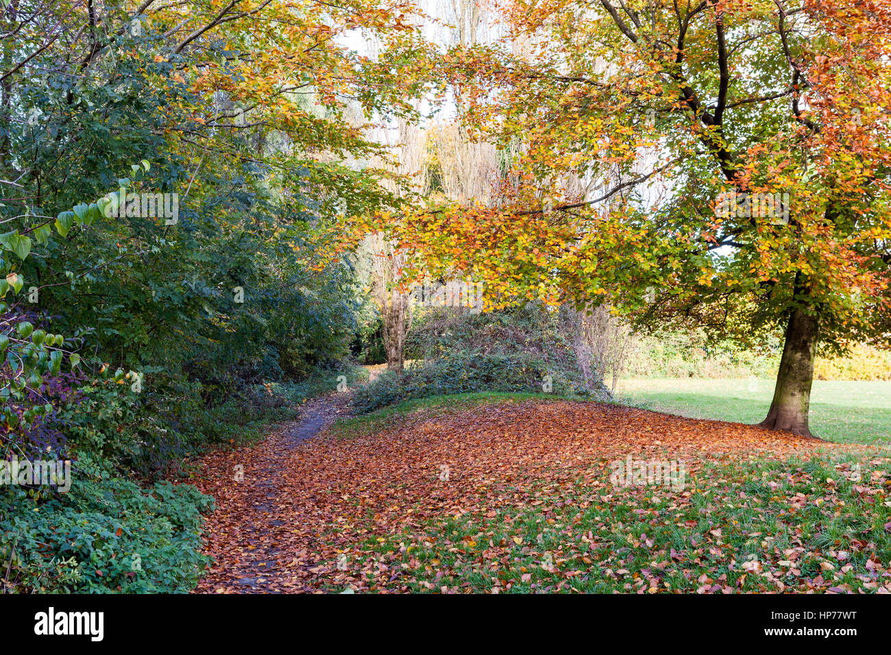 Colore di autunno di alberi in campi di gioco nei pressi di Quaker Bridge, Ellesmere Park, Salford, Regno Unito Foto Stock Colore di autunno di alberi in campi di gioco nei pressi di Quaker Bridge, Ellesmere Park, Salford, Regno Unito Foto Stock
