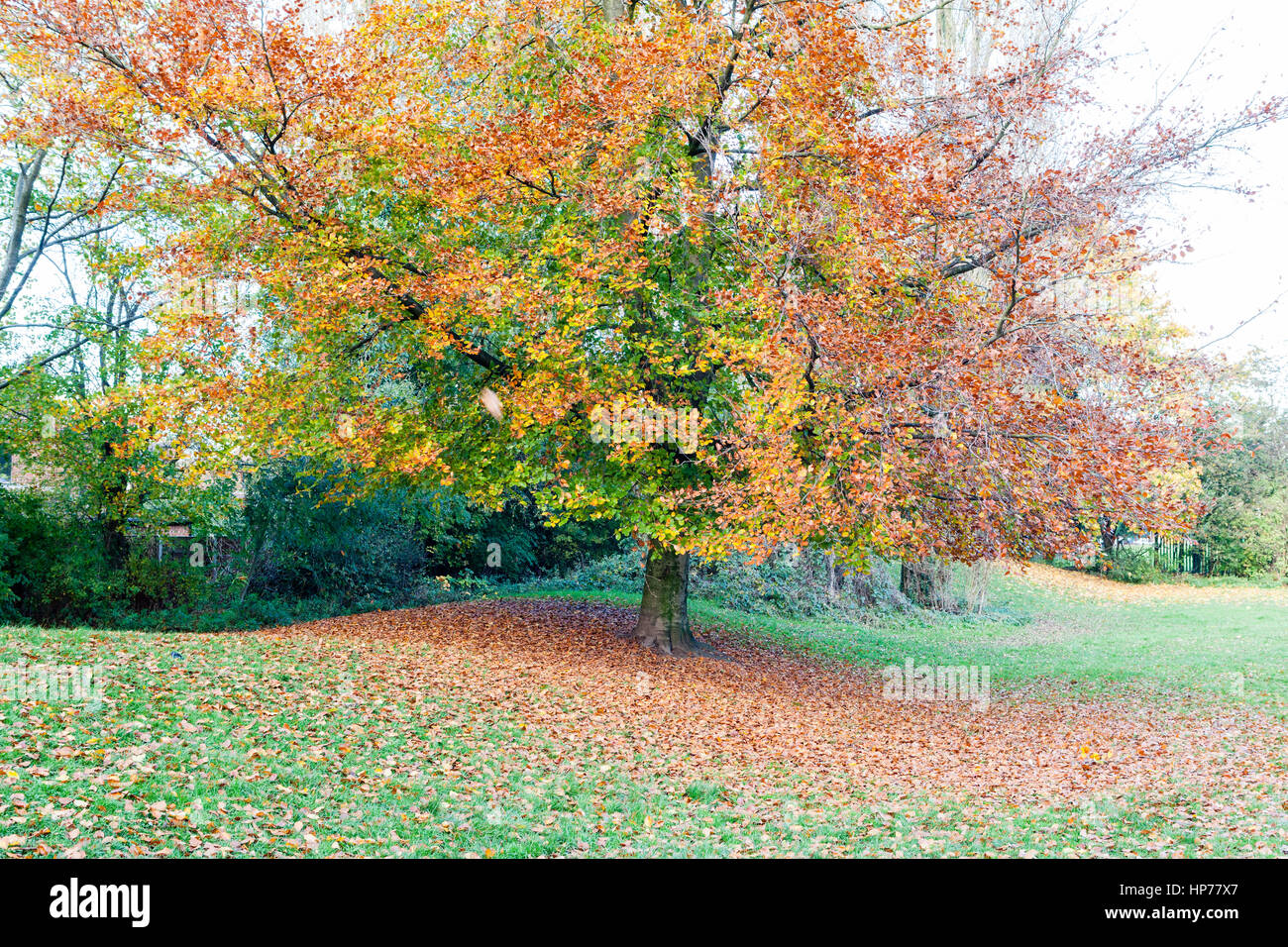 Colore di autunno di alberi in campi di gioco nei pressi di Quaker Bridge, Ellesmere Park, Salford, Regno Unito Foto Stock Colore di autunno di alberi in campi di gioco nei pressi di Quaker Bridge, Ellesmere Park, Salford, Regno Unito Foto Stock