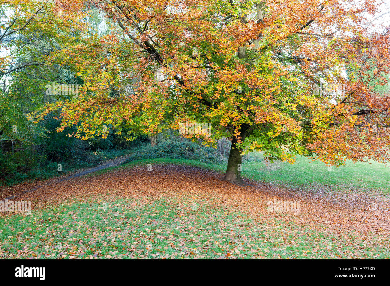 Colore di autunno di alberi in campi di gioco nei pressi di Quaker Bridge, Ellesmere Park, Salford, Regno Unito Foto Stock Colore di autunno di alberi in campi di gioco nei pressi di Quaker Bridge, Ellesmere Park, Salford, Regno Unito Foto Stock