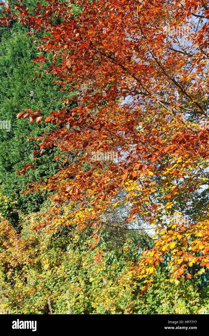 Colore di autunno di alberi in campi di gioco nei pressi di Quaker Bridge, Ellesmere Park, Salford, Regno Unito Foto Stock Colore di autunno di alberi in campi di gioco nei pressi di Quaker Bridge, Ellesmere Park, Salford, Regno Unito Foto Stock