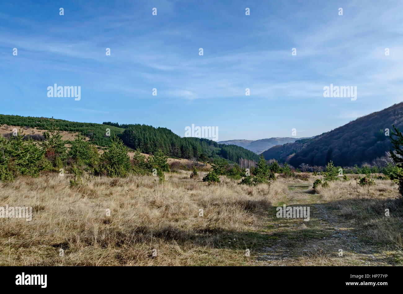 Panorama di glade e tardo autunno bosco in montagna Vitosha, Bulgaria Foto Stock