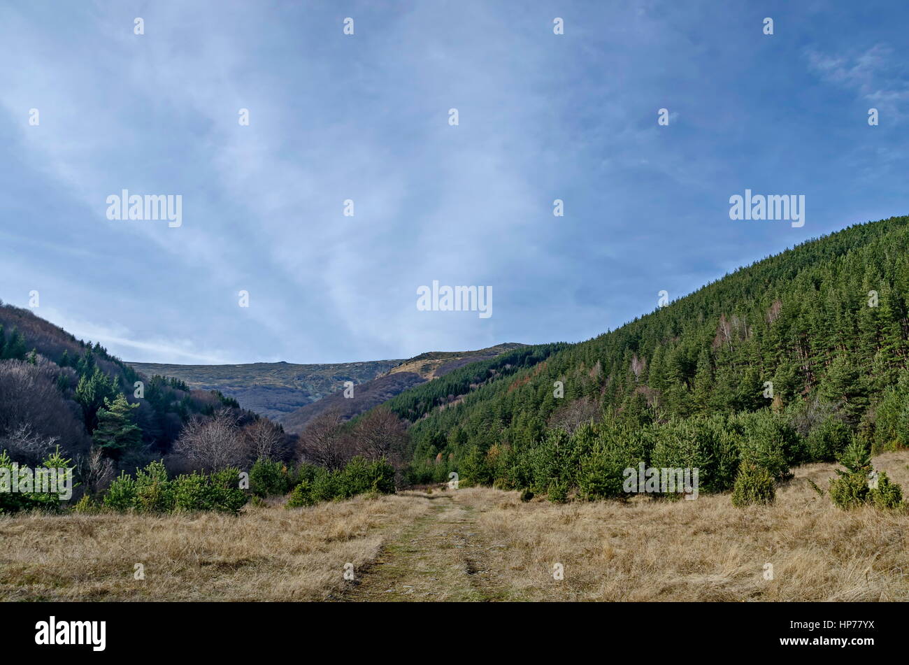 Panorama di glade e tardo autunno bosco in montagna Vitosha, Bulgaria Foto Stock