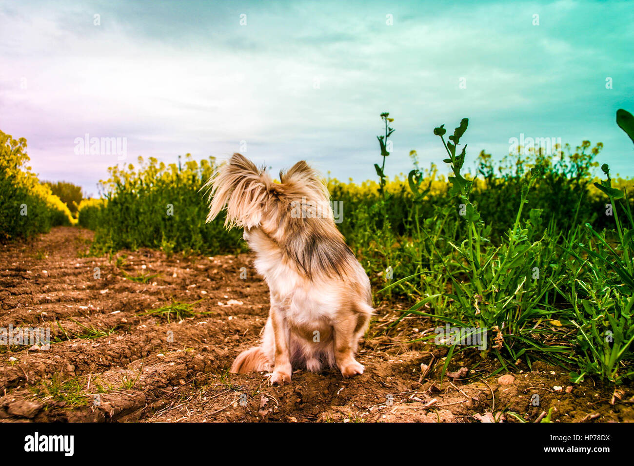 Adorabili e capelli lunghi chihuahua seduto in un campo di giallo di semi di senape Foto Stock