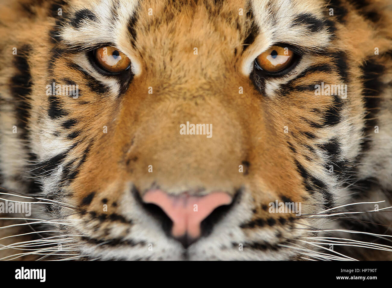Tigre Siberiana volto particolare. Lo sguardo aggressivo look significato pericolo per la preda. Vista ingrandita di espressione arrabbiato. Foto Stock