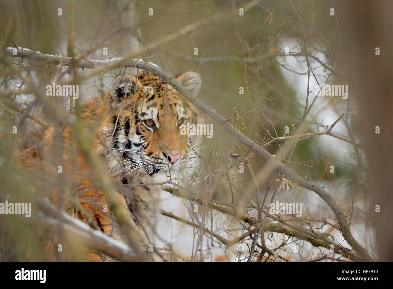 Tigre Siberiana cerca attraverso la boccola in inverno. Nascosto il cacciatore pericolose. Foto Stock