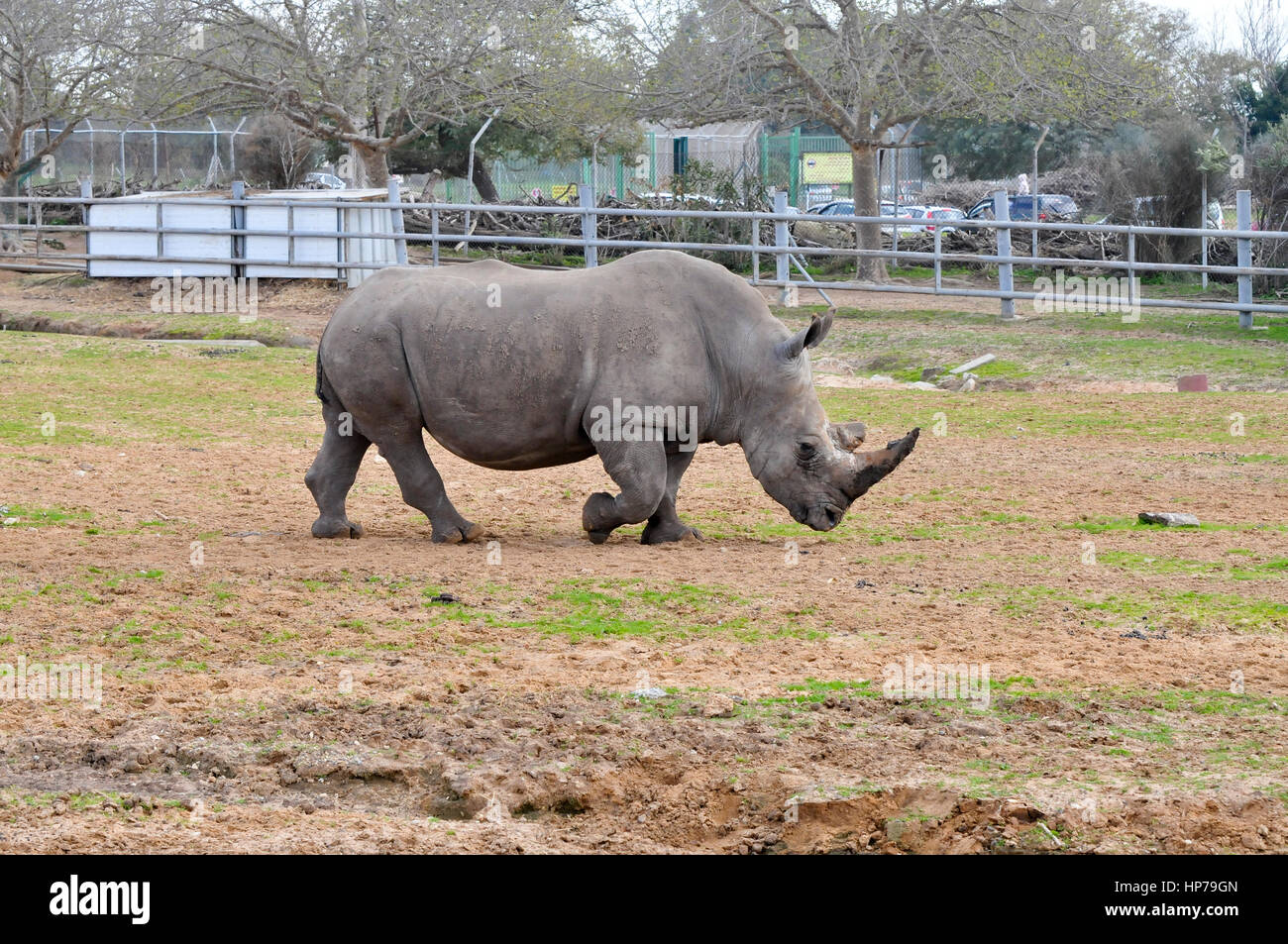 Close up di un rinoceronte bianco del Sud Ceratotherium simum Foto Stock