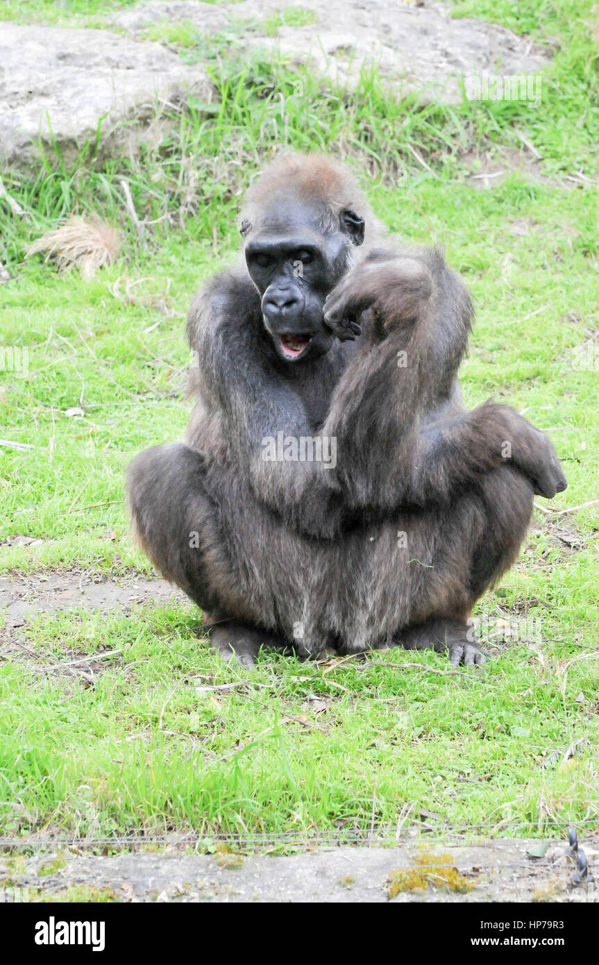 Close up ritratto di un gorilla in cattività Foto Stock