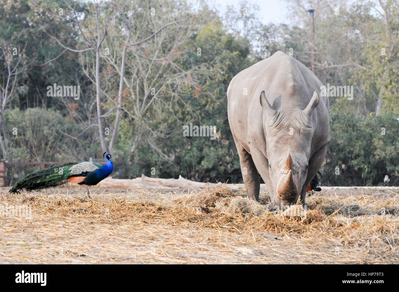 Close up di un rinoceronte bianco del Sud Ceratotherium simum vista frontale con un pavone Foto Stock