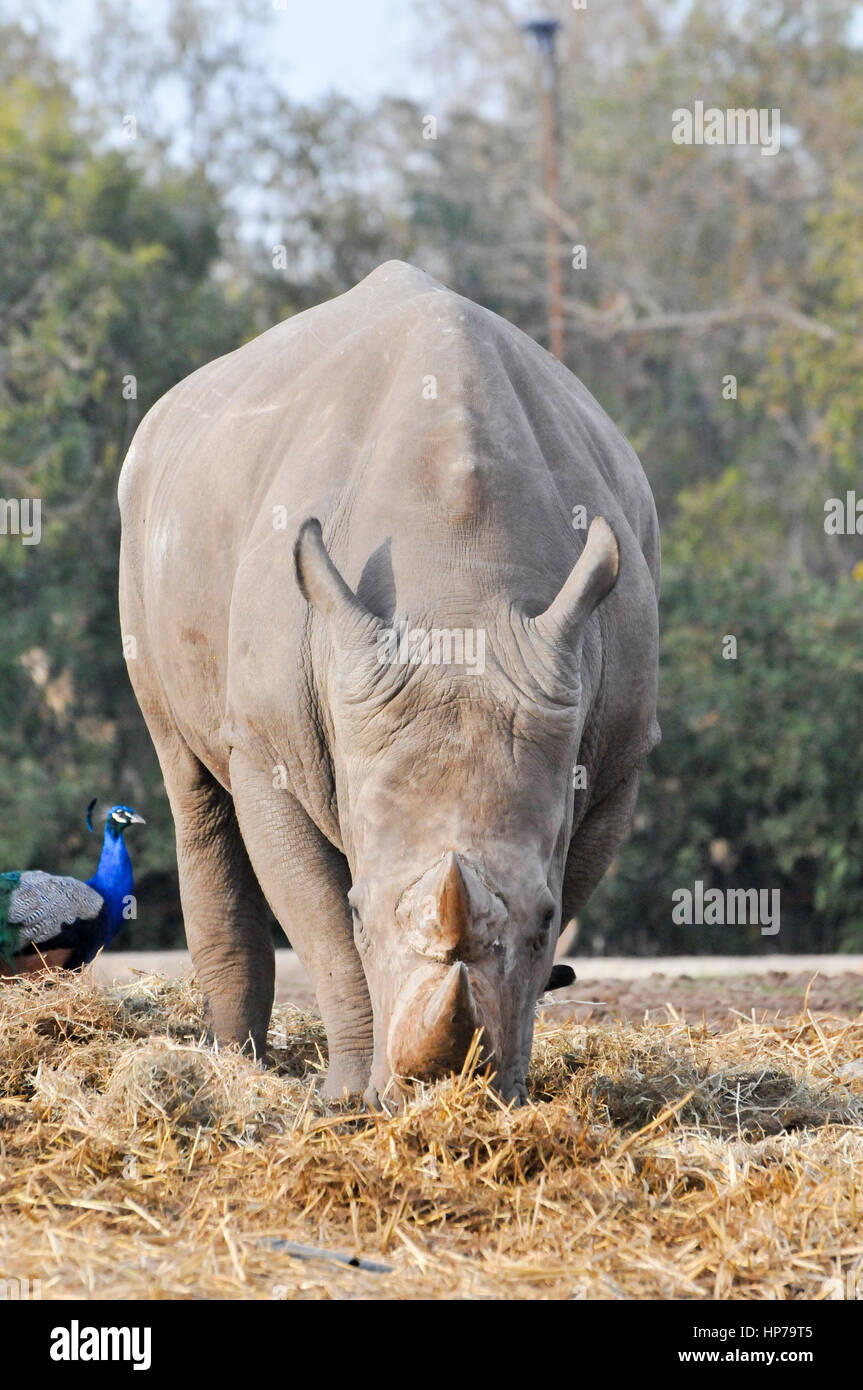 Close up di un rinoceronte bianco del Sud Ceratotherium simum vista frontale con un pavone Foto Stock