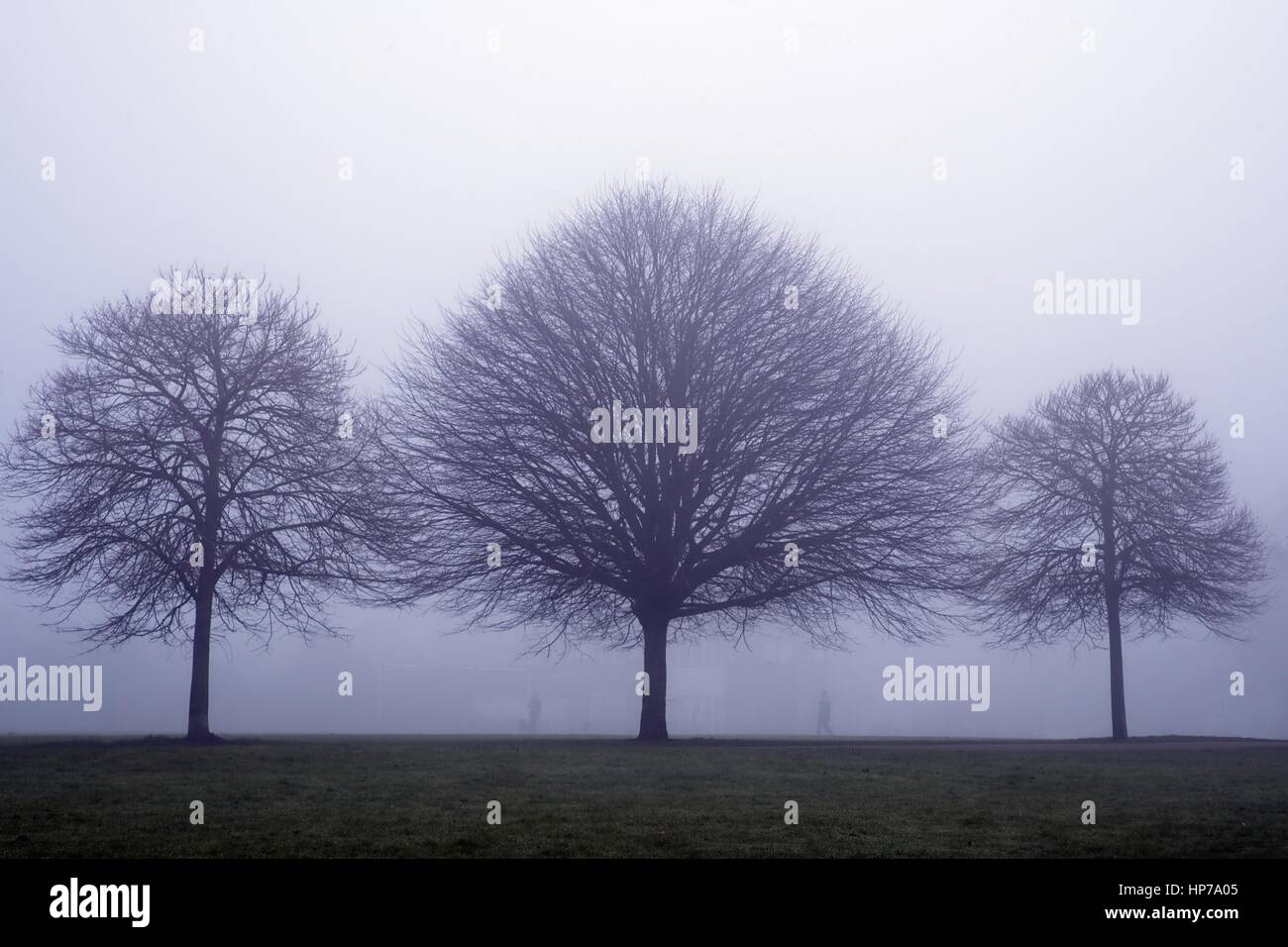 Tre alberi a fianco a fianco in un parco in una nebbiosa giornata con 2 scuotipaglia stagliano tra di essi Foto Stock