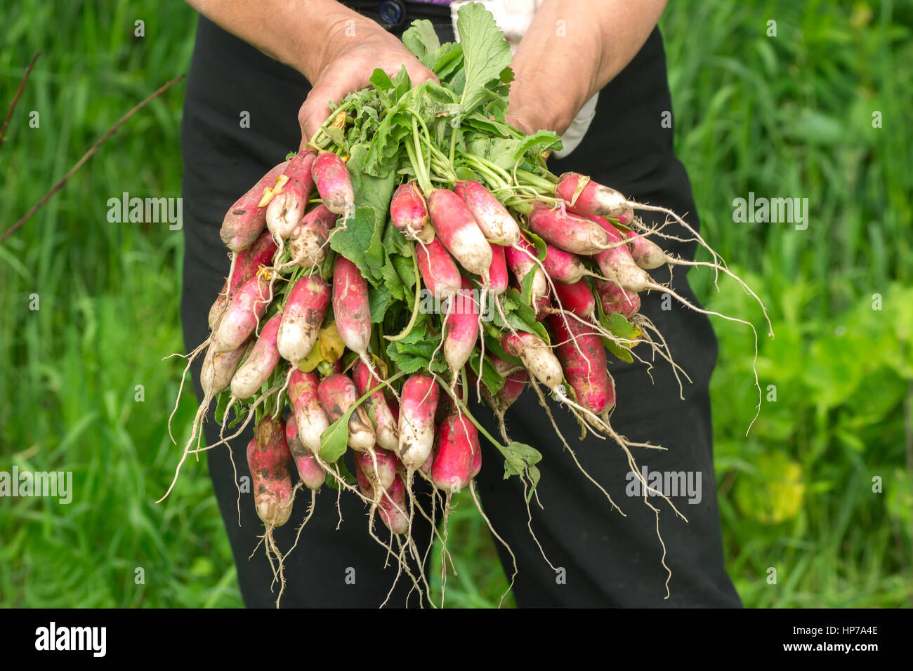 Il ravanello in mano. Mani giardiniere. Il lavoro di mani usurate. Gli agricoltori le mani con rafano fresco. Appena raccolto verdure. Non Lavate i ravanelli con cime. Foto Stock