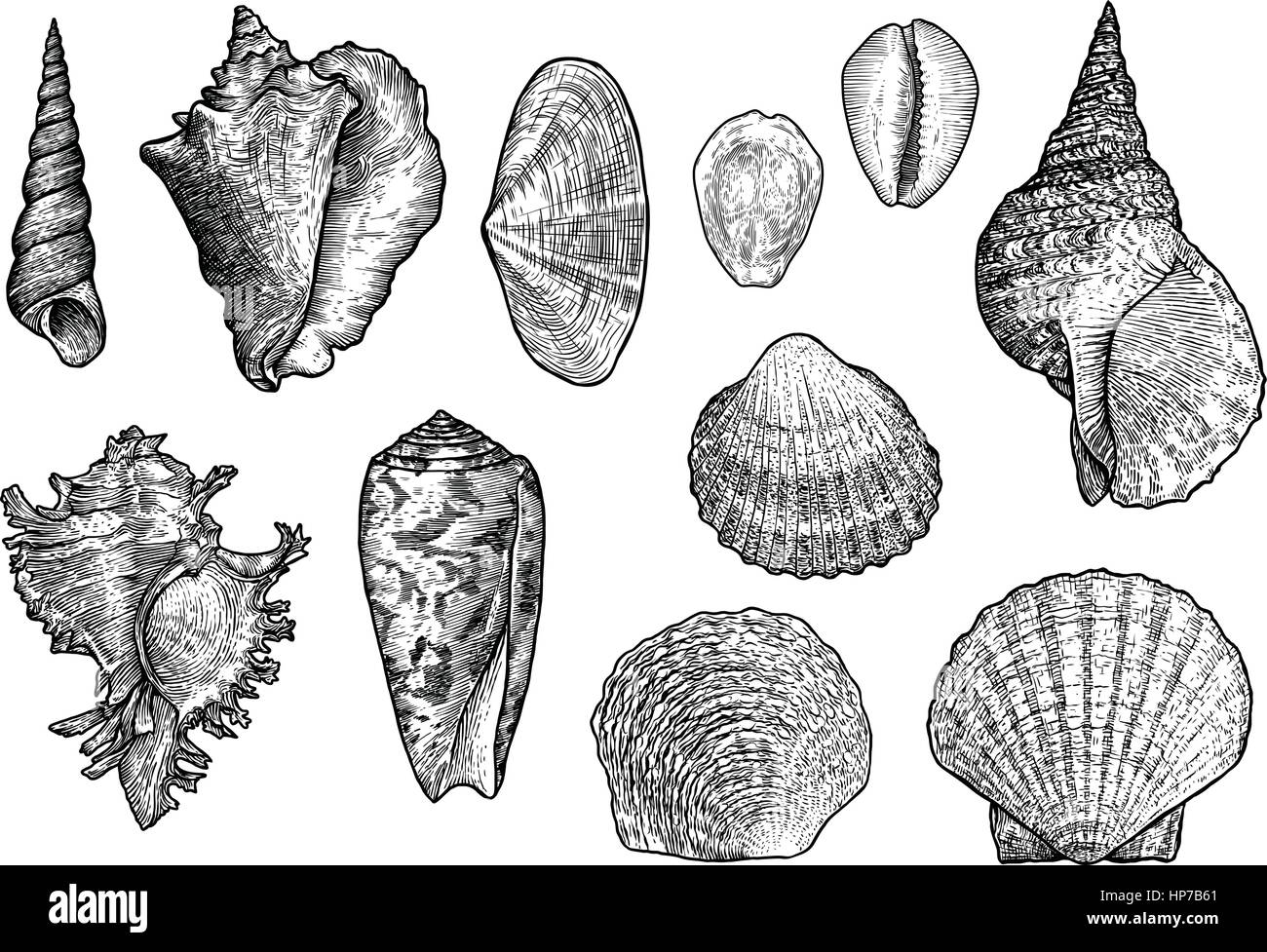 Collezione di conchiglie, incisione, illustrazione, collezione di disegno Illustrazione Vettoriale