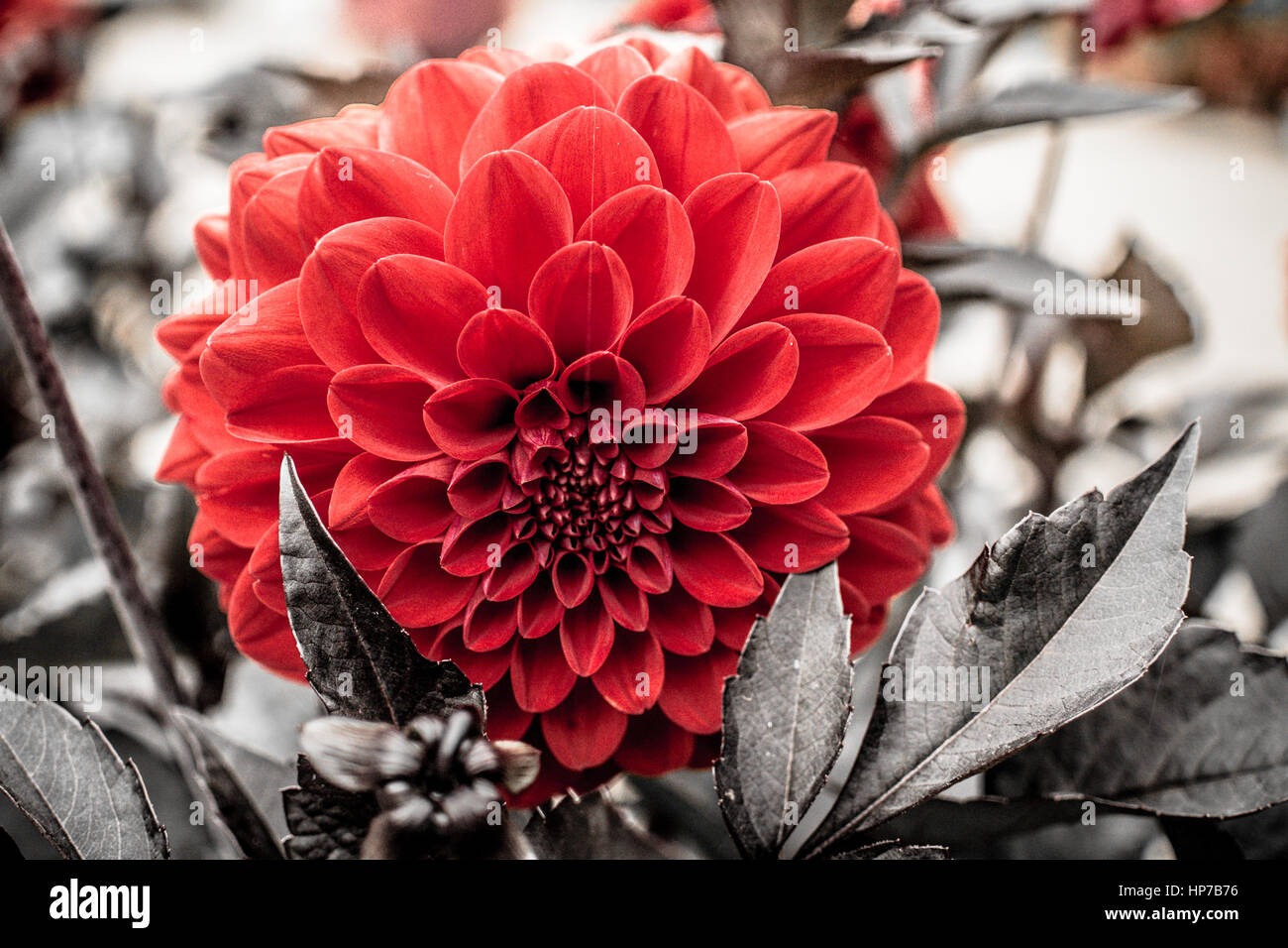 Rosso singolo Fiore Dahlia altrimenti in fotografia in bianco e nero Foto Stock