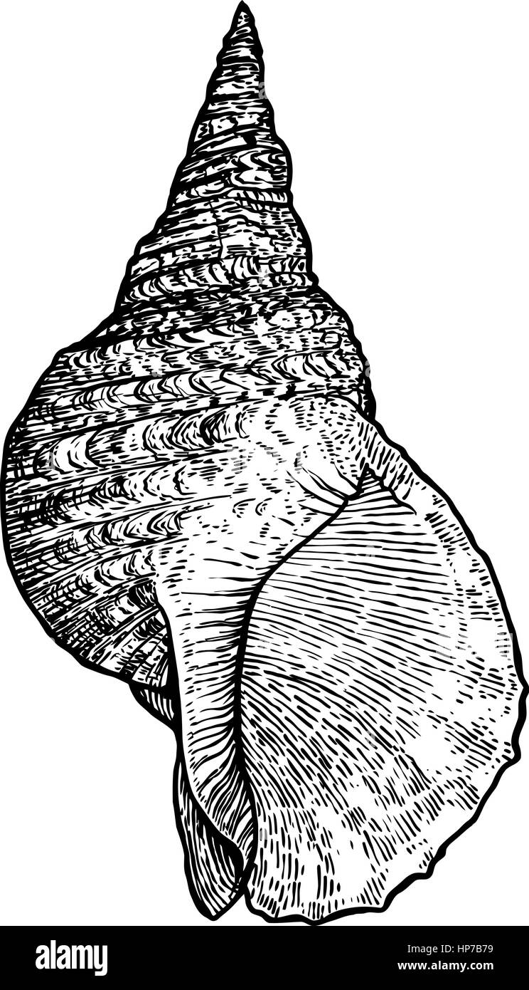 Triton la tromba, shell illustrazione, disegno, incisione, inchiostro, realistici Illustrazione Vettoriale