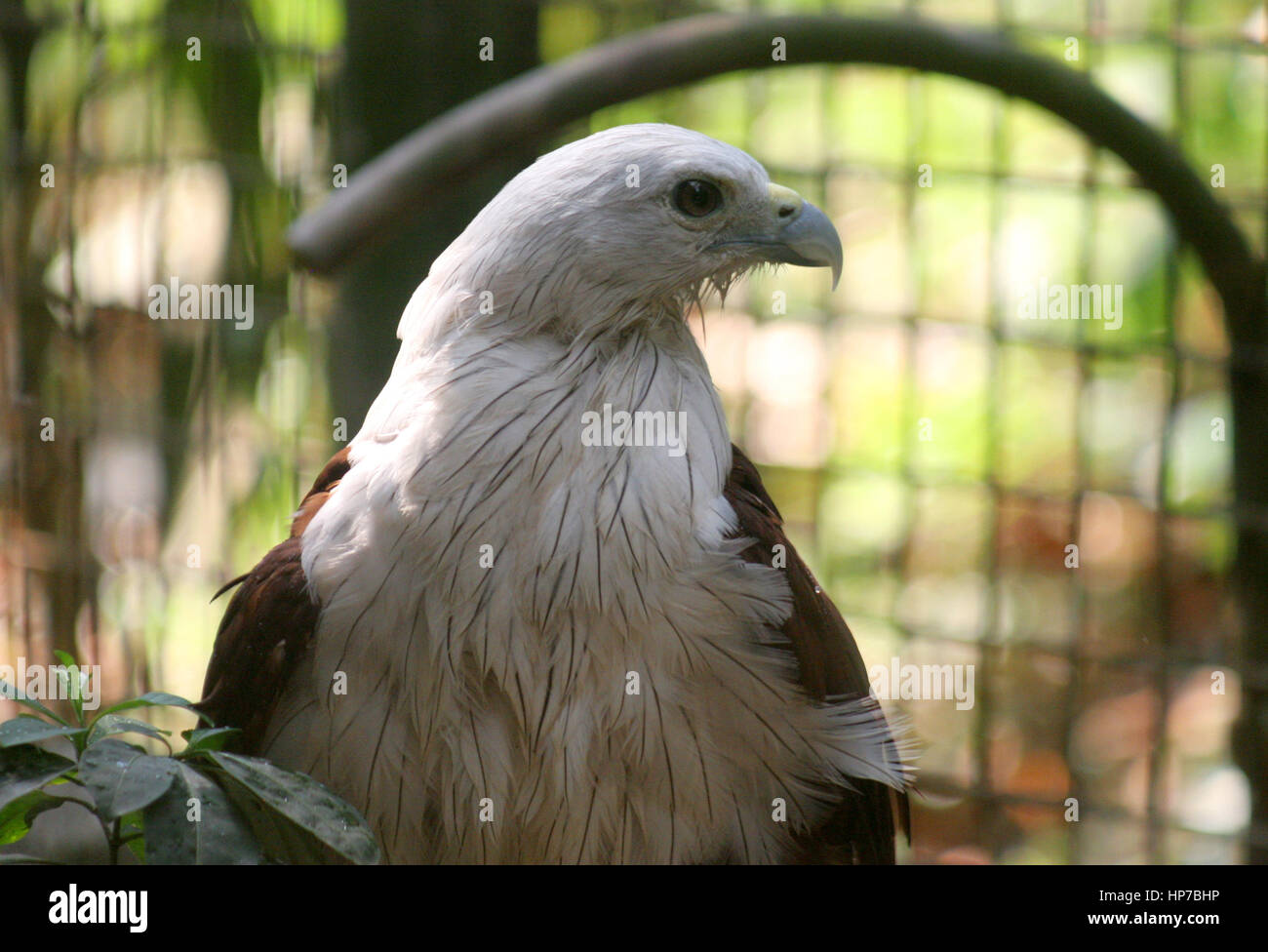 Il brahminy kite, noto anche come il red-backed sea-eagle in Australia, è di medie dimensioni con gli uccelli rapaci nella famiglia Accipitridae, che include anche Foto Stock