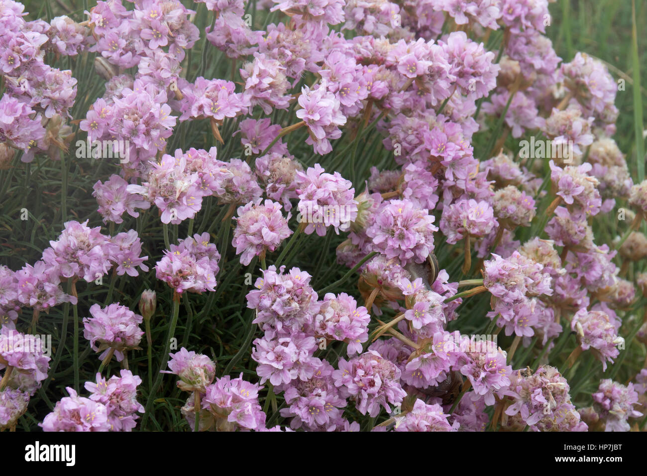 La parsimonia costiere, Armeria maritima, Mare Rosa, Cornwall Foto Stock