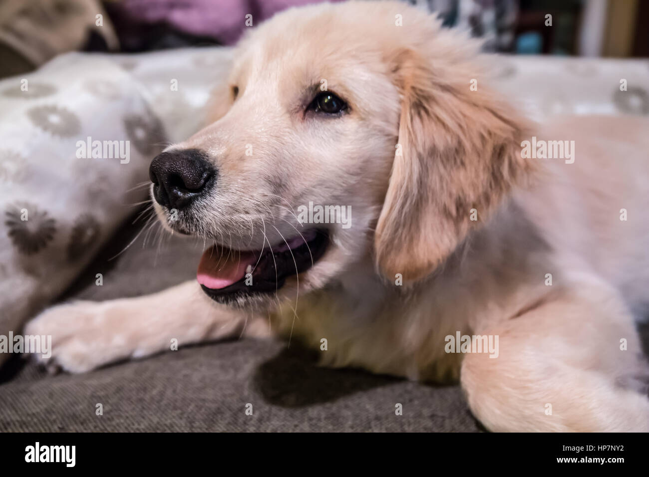 Di quattro mesi il Golden Retriever cucciolo 'Murphy" di riposo nel suo letto in Issaquah, Washington, Stati Uniti d'America Foto Stock