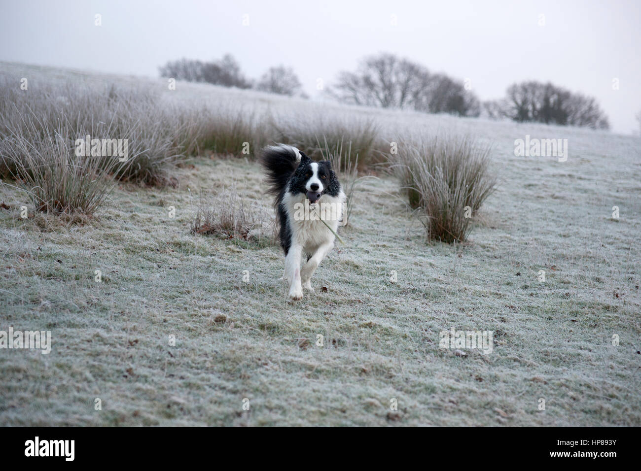 Cane, Border Collie, in esecuzione con la sua palla in un campo di pupazzo di neve Foto Stock