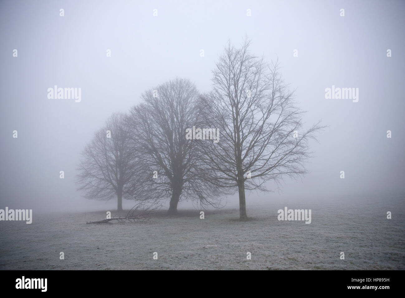 Tre giovani alberi nella nebbia di congelamento Foto Stock