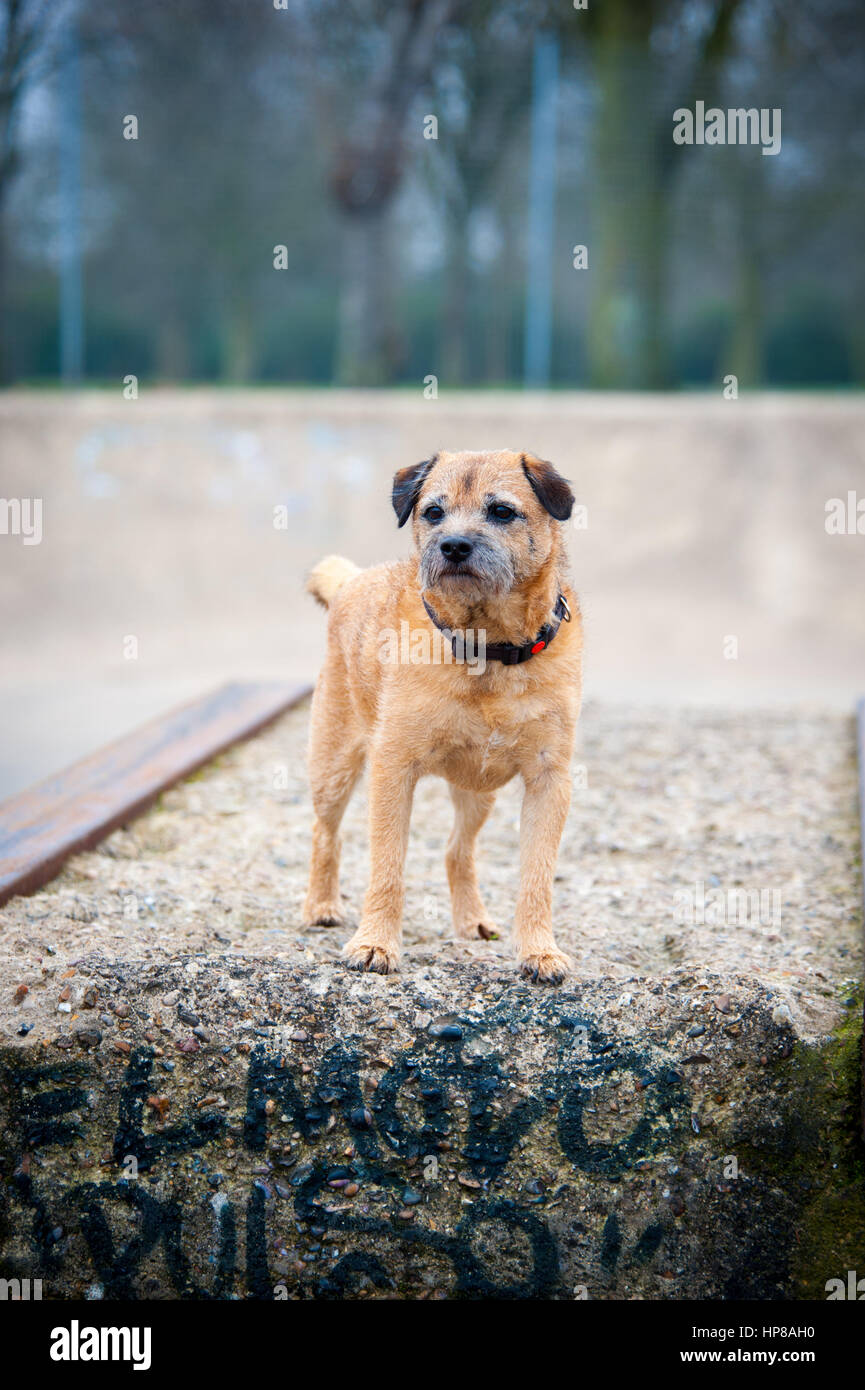 Un confine terrier fuori in skate park Foto Stock