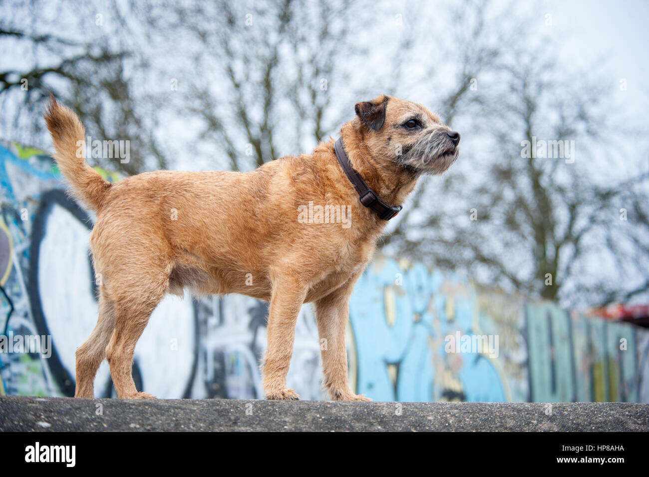 Un confine terrier fuori in skate park Foto Stock