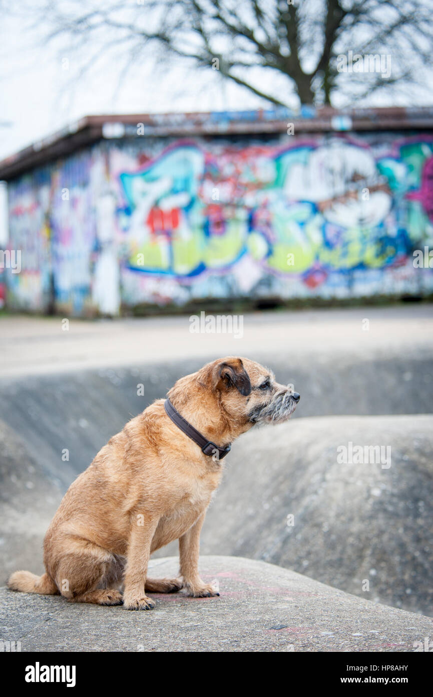 Un confine terrier fuori in skate park Foto Stock