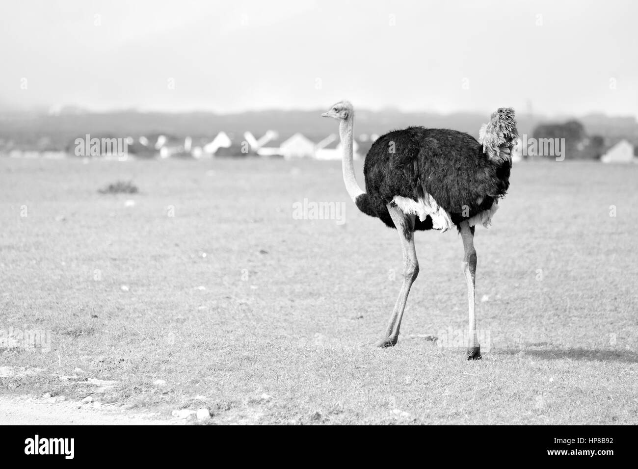 La sfocatura in Sud Africa mlilwane wildlife riserva naturale e selvaggio di struzzi Foto Stock