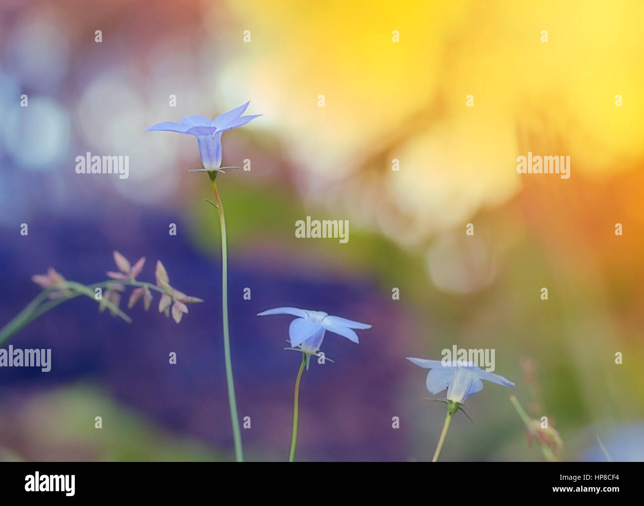 Wahlenbergia, Australian millefiori, native bluebell con luminoso Daylight tute di Sfondo carta di condoglianze per i funerali, morte, arrivederci e triste perdita Foto Stock