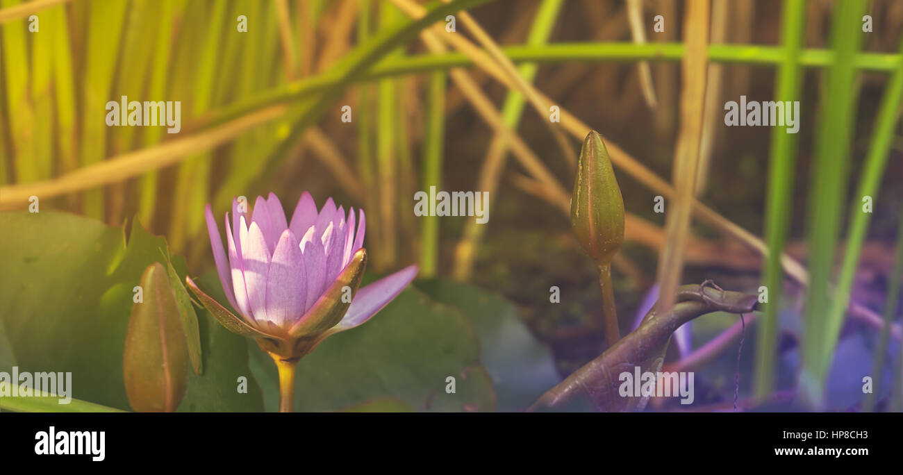 Viola naturale Lotus Ninfea crescendo in stagno nel panorama di luce solare Foto Stock