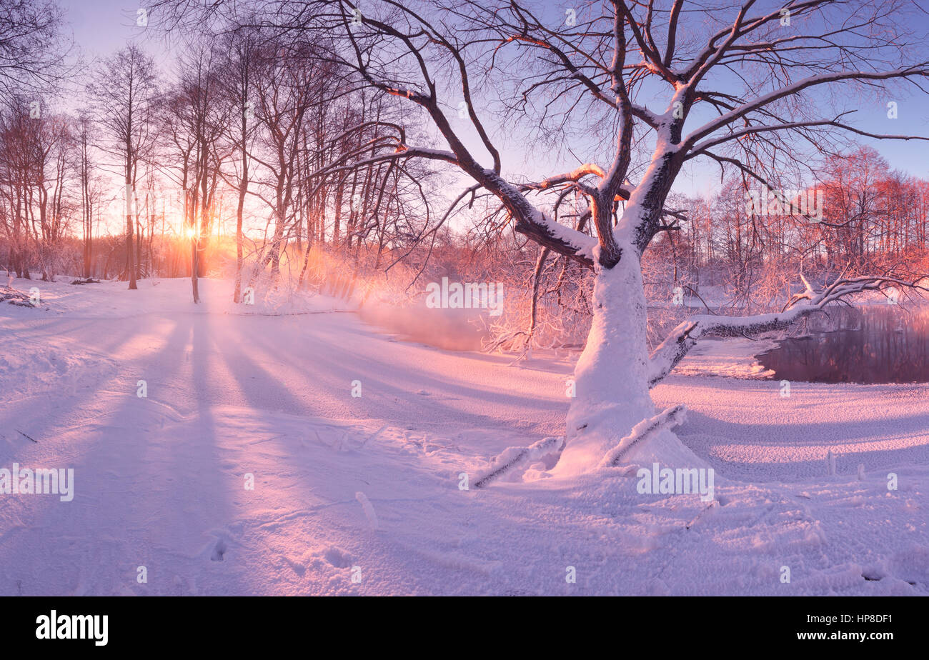 Inverno sunrise nel parco. Frosty alberi in luce del sole di mattina. Il bianco della neve sugli alberi e sul terreno. Sole brillante sul bianco della neve. Le ombre degli alberi sulla neve. Foto Stock