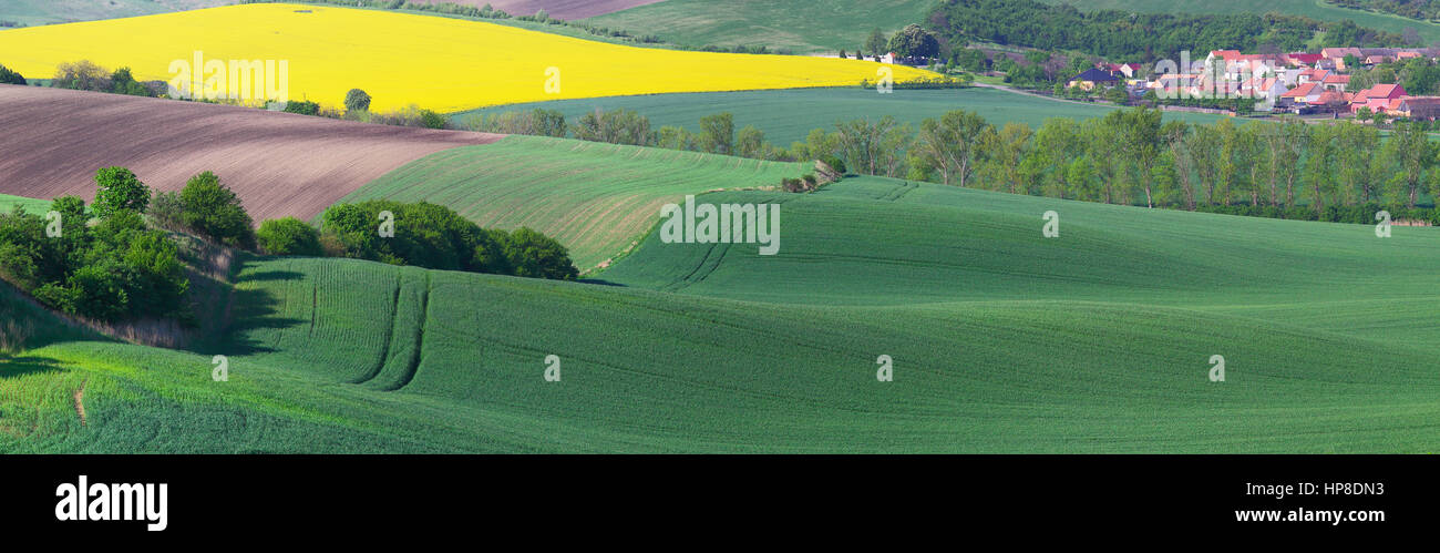 Vista panoramica su campi in primavera. Paesaggio di giornata di sole nella primavera del prato. Molla di bello sfondo con erba verde e blossom prato. Foto Stock
