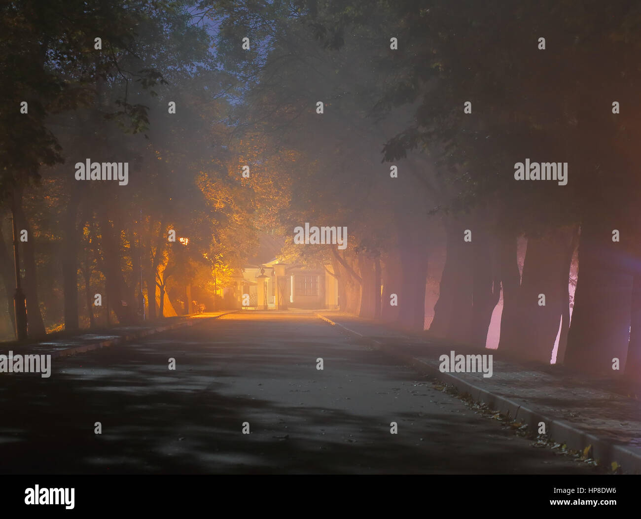 Misty scena notturna. Notte di Nebbia nel parco. Antichi alberi lungo il vicolo di notte. Lanterna risplendere sul vicolo in park. Colorato sfondo notturno. Foto Stock
