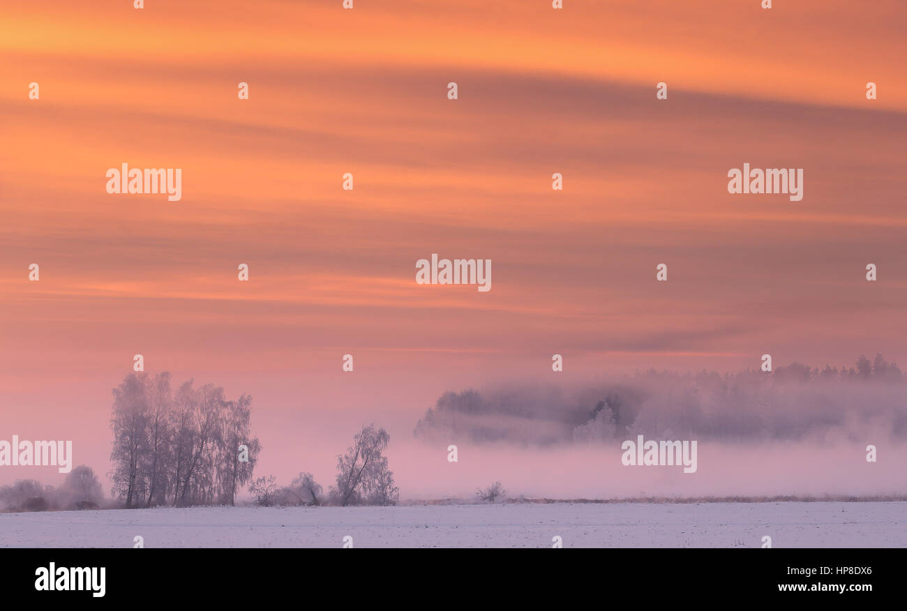 Rosa nebbia in inverno mattina. Misty winter sunrise con splendido cielo drammatico. Le righe di colore di nuvole sopra gli alberi. Incantevole paesaggio invernale del gelido mo Foto Stock