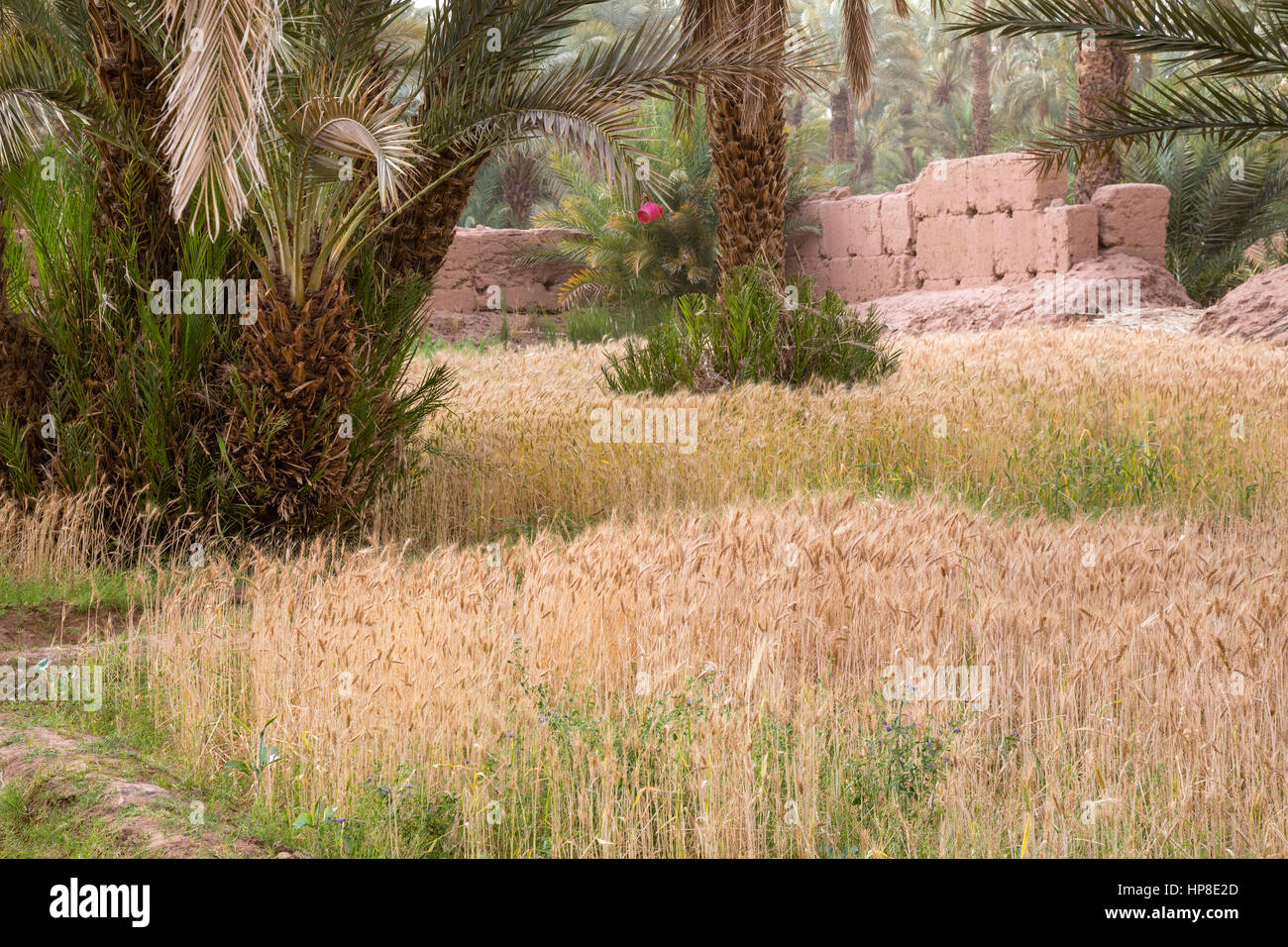 Zagora, Marocco. Il Grano di Fattoria piccolo appezzamento. Foto Stock