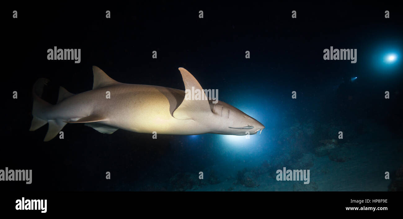 Bonnethead shark a caccia di notte, subacquei con torce sullo sfondo Foto Stock