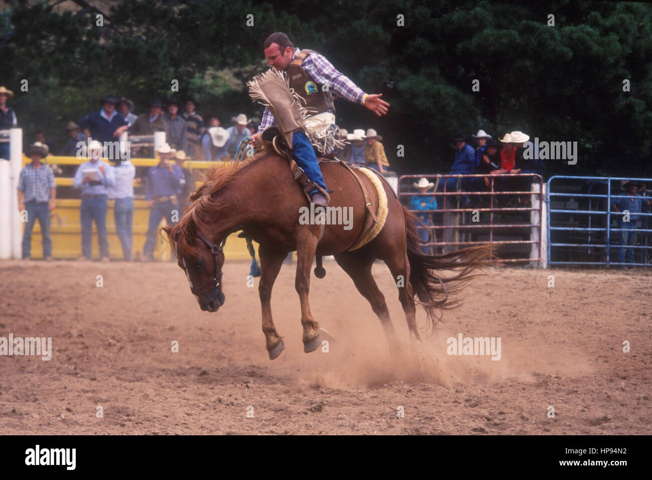 RODEO scena, Nuovo Galles del Sud, Australia. Foto Stock